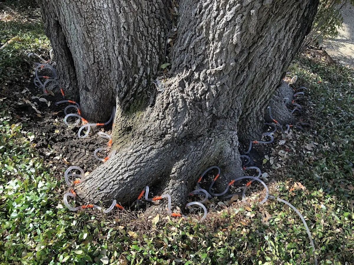 Detailed Tree Cabling and Bracing job site in Big Horn