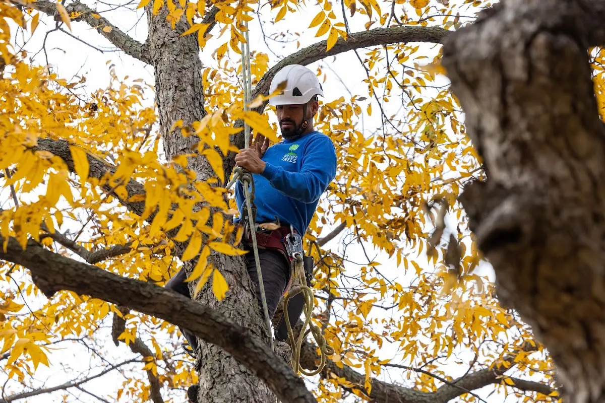 Skilled Tree Pruning crew working in Big Horn